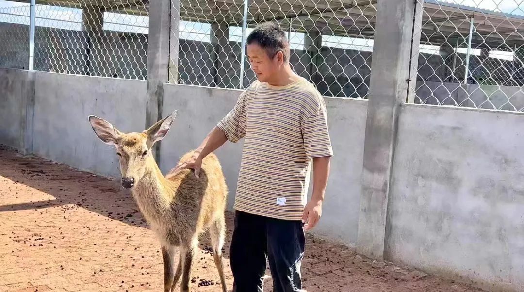 六狮王朝下载